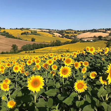 Vakantiehuis The Quercia With Swimming Pool In Senigallia Countryside