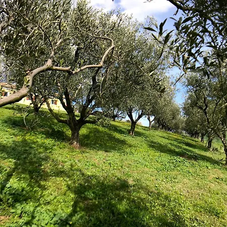 Historic In With Swimming Pool, Barbecue, Gym, Olive Grove And Garden